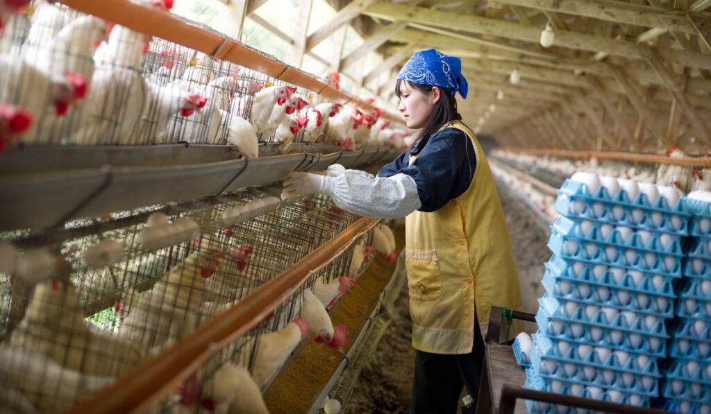 Why Doubt about the Amberlink Chicken Breed on Commercial Success?
