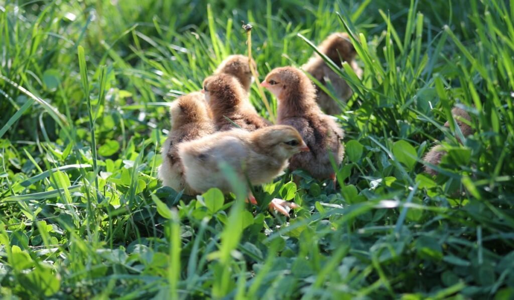 Do Baby Chicks Eat Pecans?