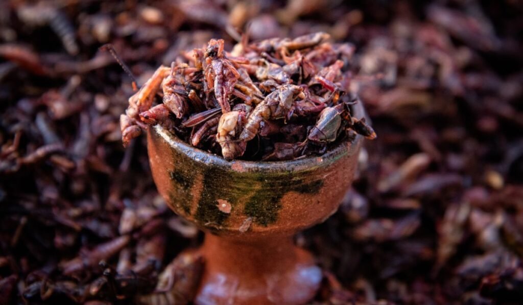 Nutritional Value of Insects for Chickens