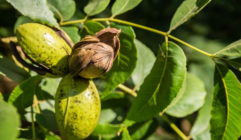 Can Chickens Consume Green Pecans?