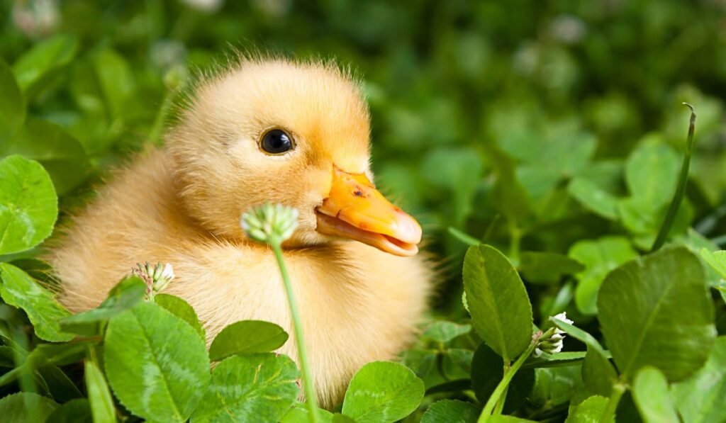 What About The Younger Ones: Can Ducklings Eat Rosemary?