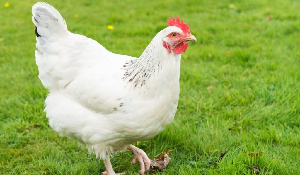 treat Rickets in Poultry