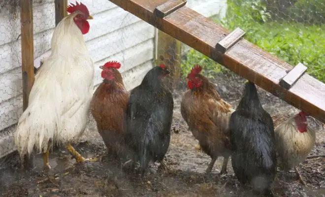 Rainfall & Avian Health: Are Chickens Safe in the Rain?