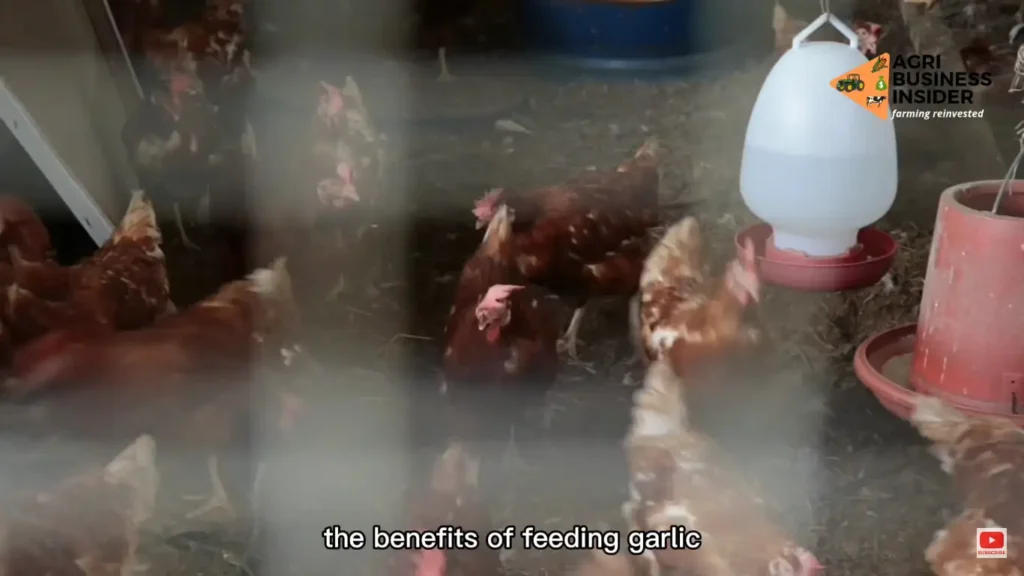 Benefits of Garlic for Chickens