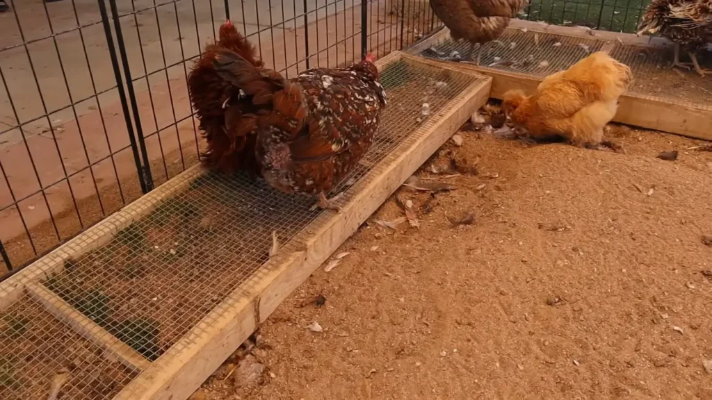 Chicken Grazing Box