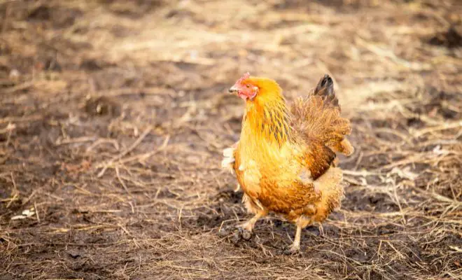 Is Your Chicken Run a Mud Pit? (Here’s How to Fix It Fast!)