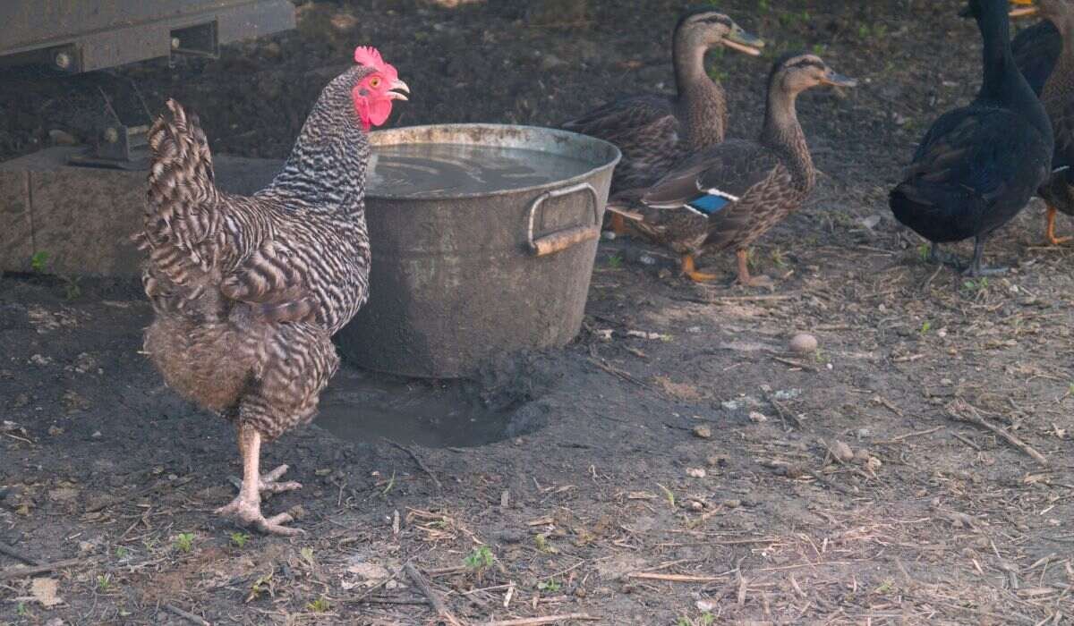11 Guides For Raising Ducks With Chickens Together! - Ducks And Chickens Foraging Guide