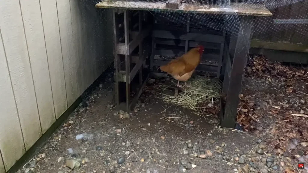 Do Chickens Like The Rain