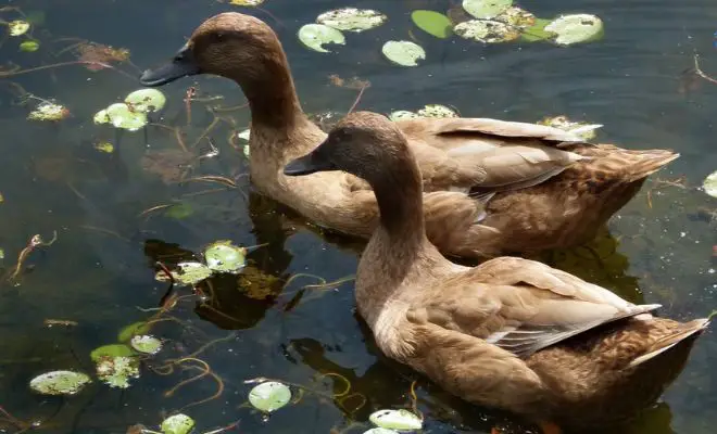 Ultimate Guide to Raising Laying Ducks: Coop Setup, Feeding, & More!