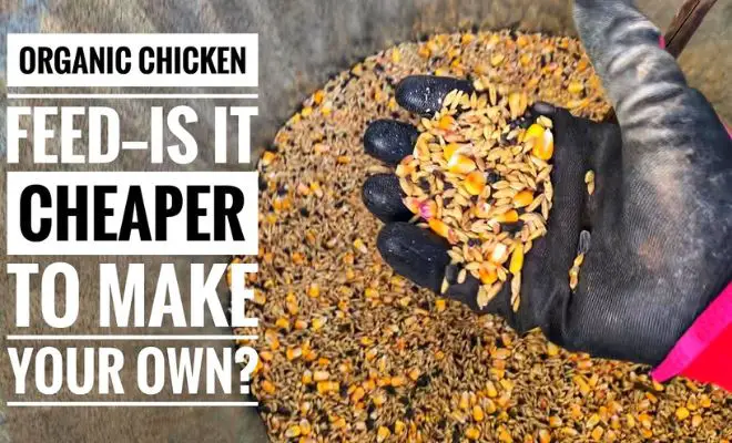 Organic Homemade Chicken Feed on a Budget? It’s Easier Than You Think!