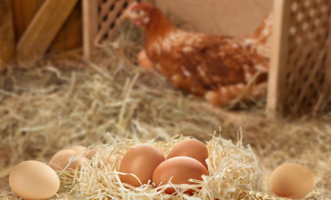 Poultry Nesting Box Drama? Learn How to Get Hens to Lay Eggs Separately!