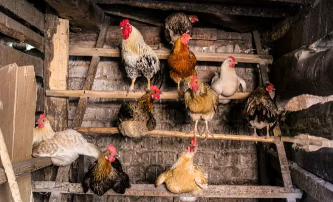 12 Reasons Why Roosters Are the BEST Addition to Your Coop!