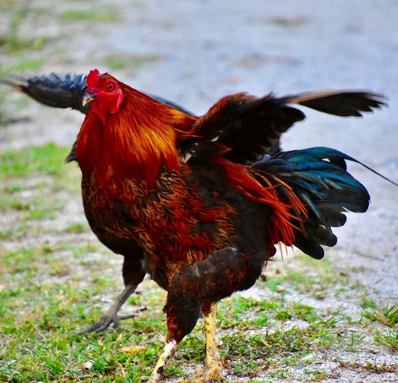 Rhode Island Red Rooster
