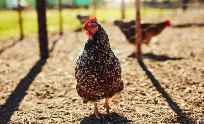 Save Money & Spoil Your Chickens: Make DIY Grazing Box!