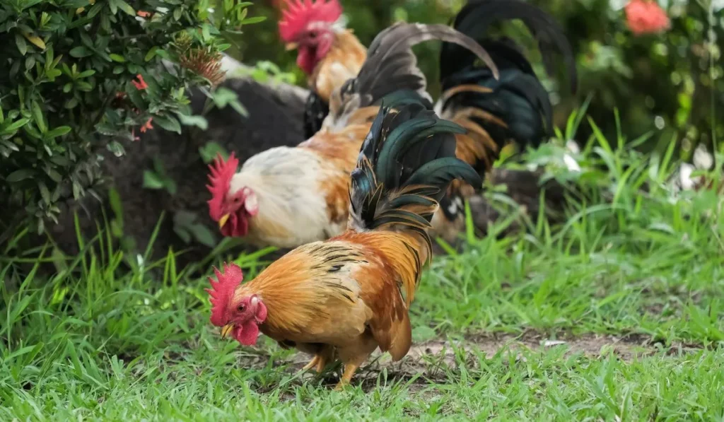 What is the Purpose of Roosters