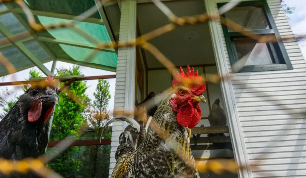 Why DIY Trampoline Chicken Coop