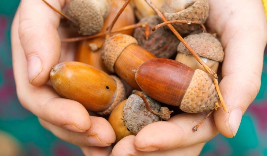 Nutritional Components of Acorns for Ducks