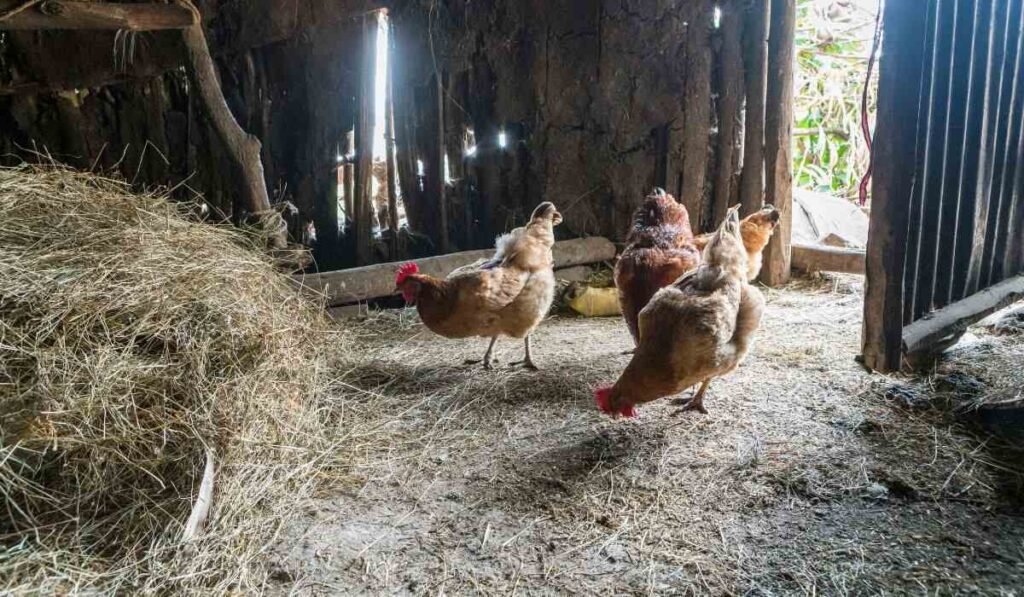 Protection from Rain: What to Do with Chickens When It Rains?