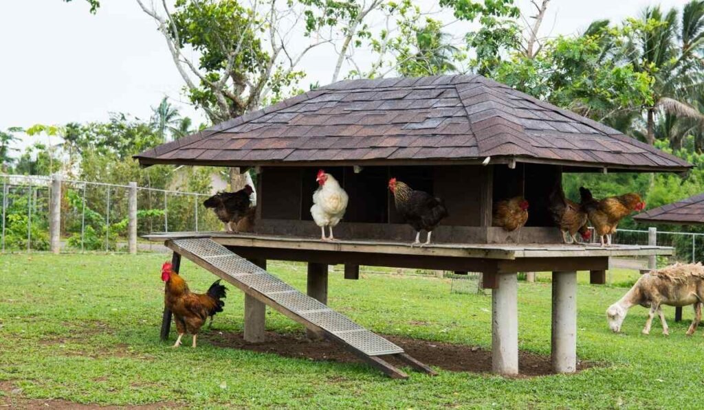 21 Things to Have Happier Chickens in the Yard!