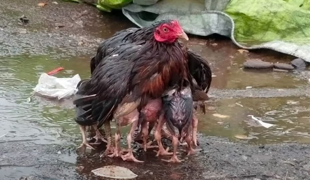 Are Chickens Safe in the Rain? Is It OK for Them?