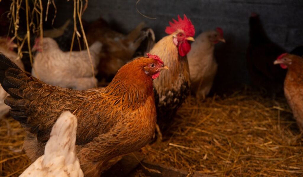 Keeping the Coop Clean