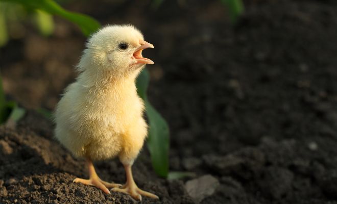 13 Sounds and Noises Chickens Make: What They Mean By That?