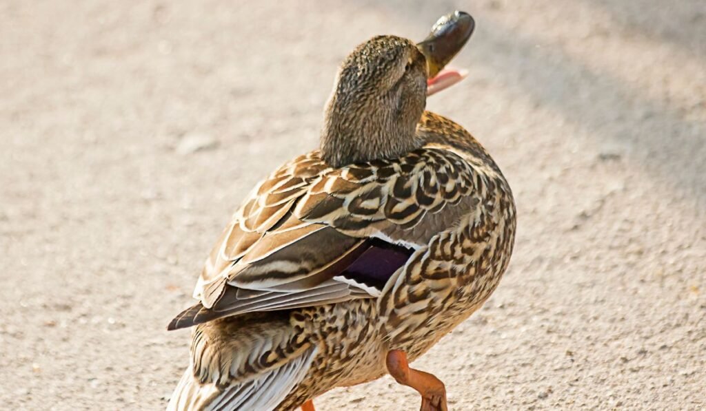 Can Ducks Eat Pineapple Core?