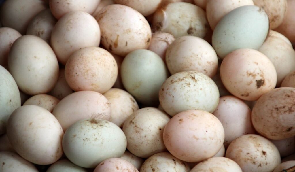 Egg Management