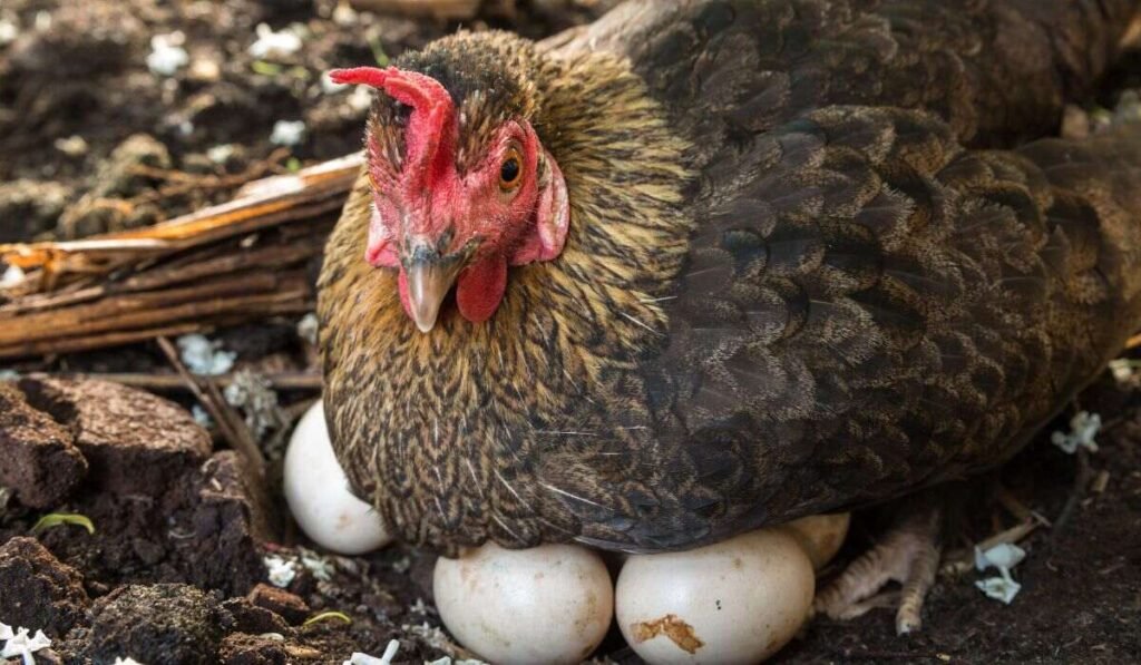 Egg Quality