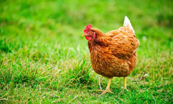 Wanna See Chickens Happy? Get 21 Tips for Healthy & Happy Flocks!