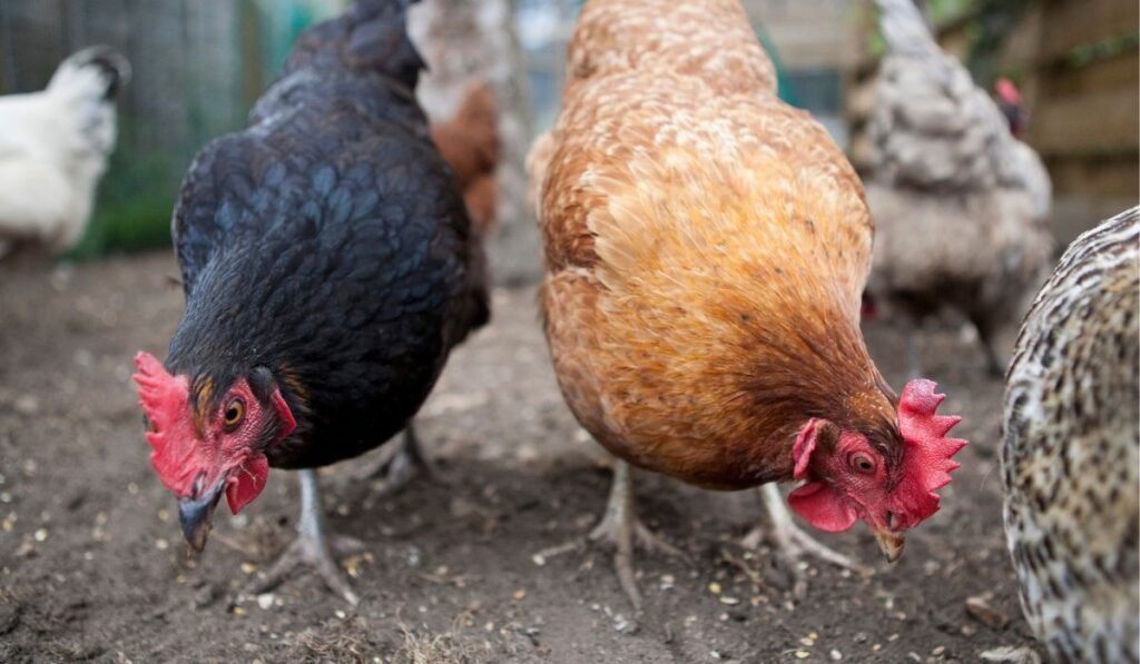 5 Consequences If Chickens Overeat Oranges
