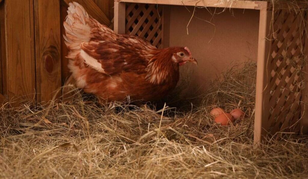 Why My Hens Not Laying in Their Nesting Boxes?