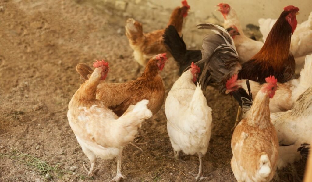 Can You Use Sand in Your Chicken Coop? Benefits & Disadvantages!