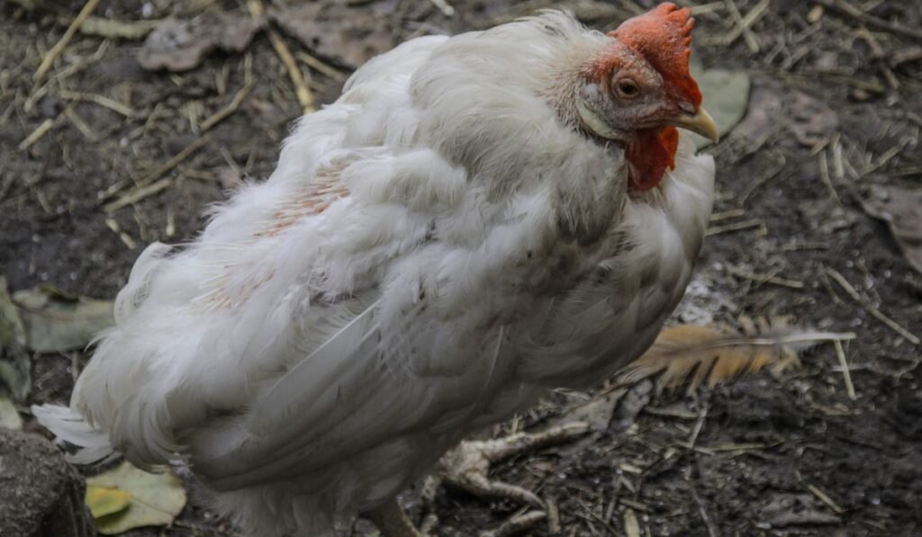 Can Chickens Die from Being Wet?
