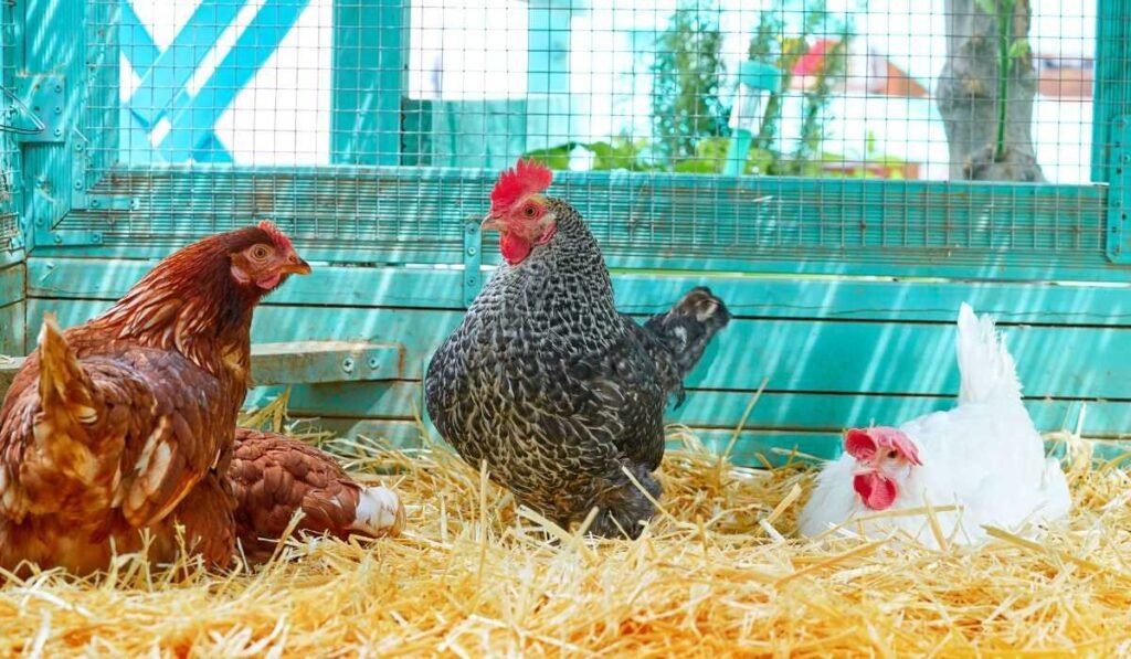 What Alternatives to Sand Bedding Will Be Great?
