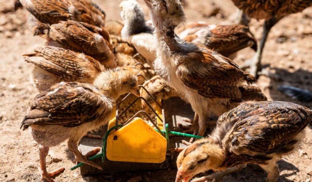 Can Baby Chick Eat Garlic?