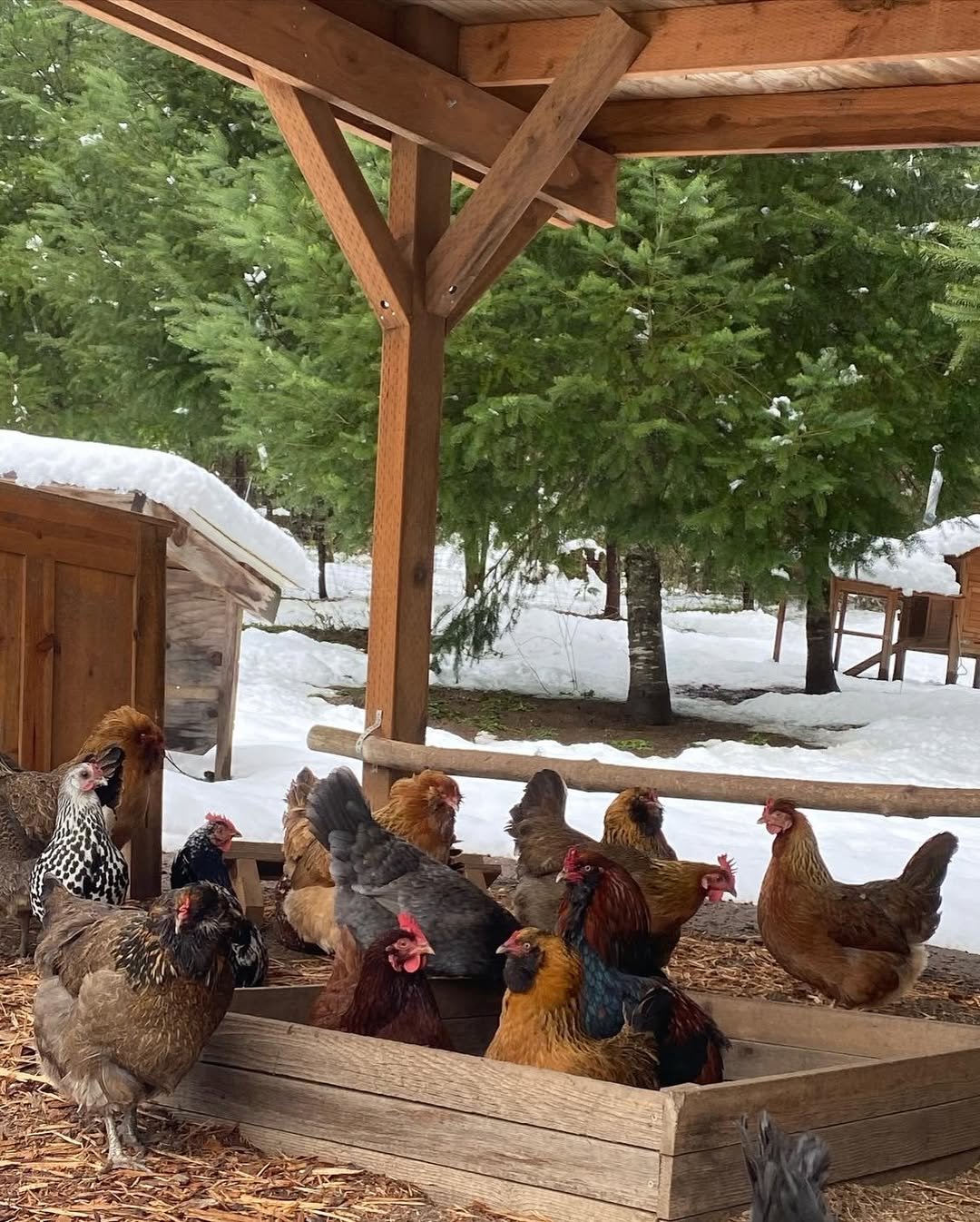 Assess the Situation to Fix a Muddy Chicken Run