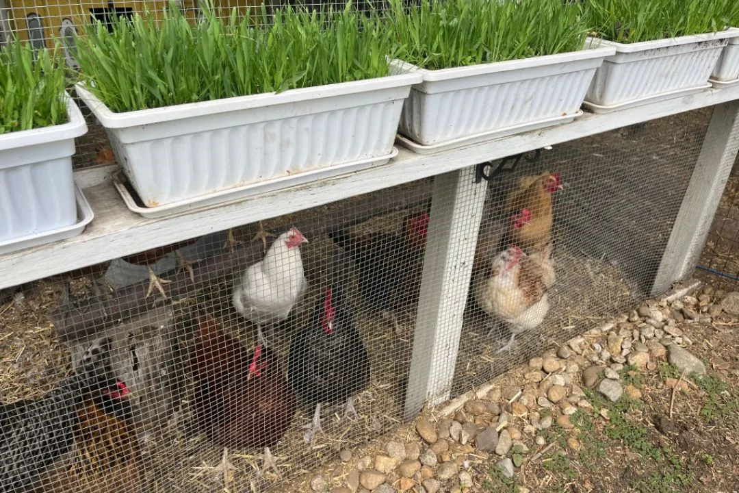 Chicken Grazing Box