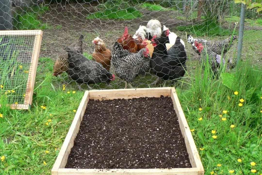 Enrichment Features for Chicken Grazing Box