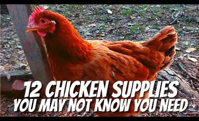 Must-Have Chicken Supplies