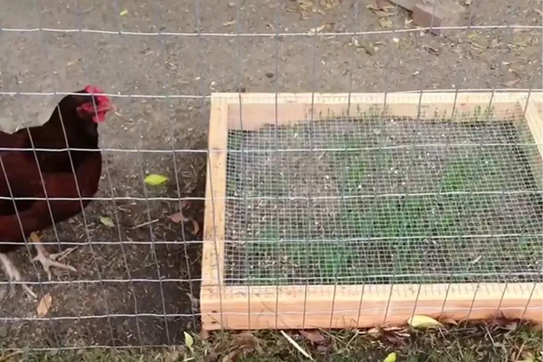 Chicken Grazing Box