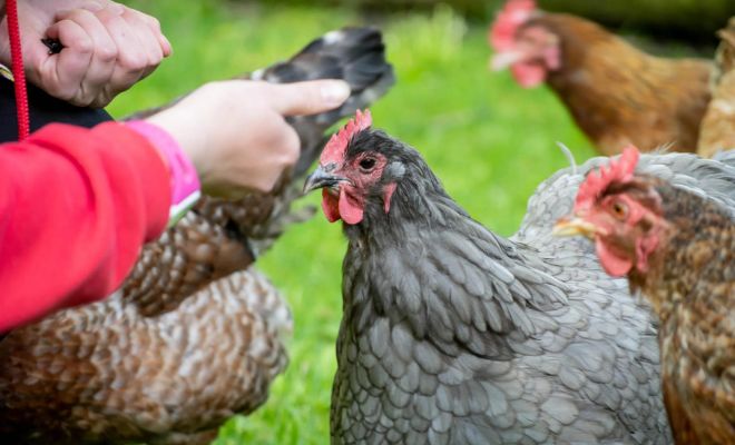 Learn How to Teach Chickens to Come When Called! (10 Easy Tips!)