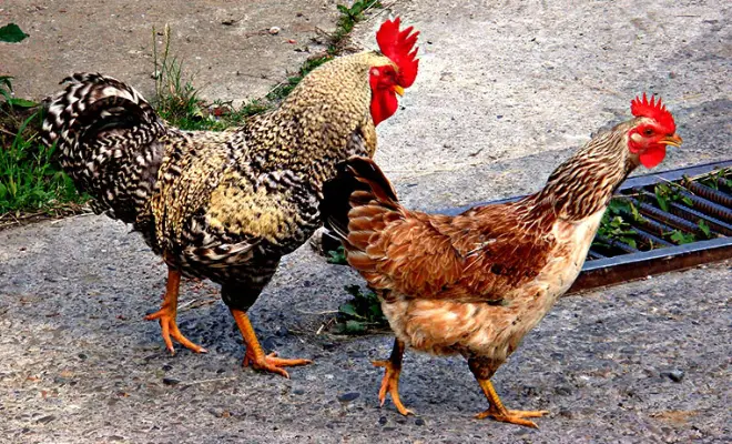26 Weird Chicken Facts That You Never Know!