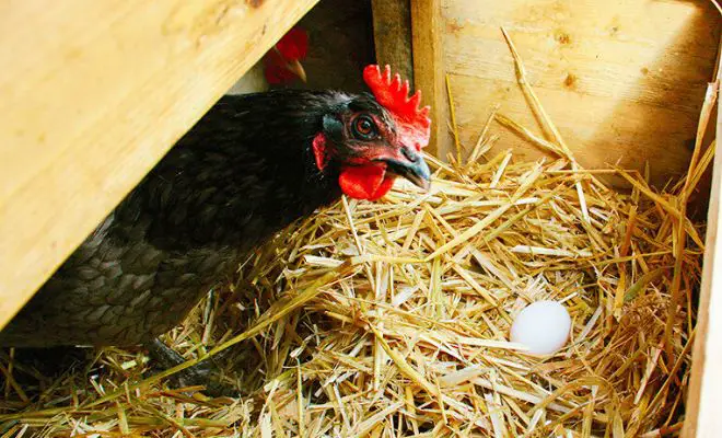 Why Chickens Eat Their Eggs