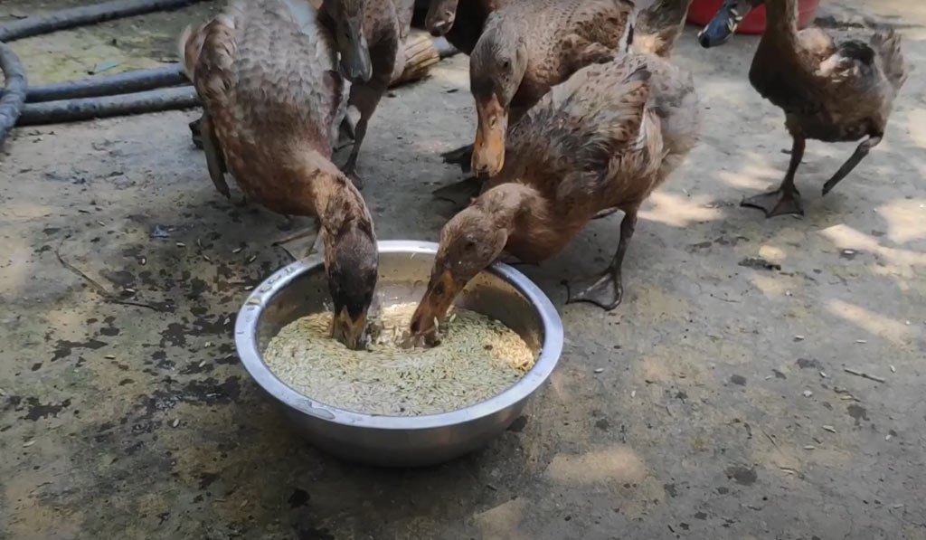 Why Consider Homemade Duck Feed