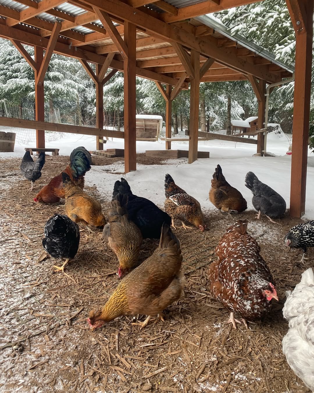 Why Is My Chicken Run So Muddy