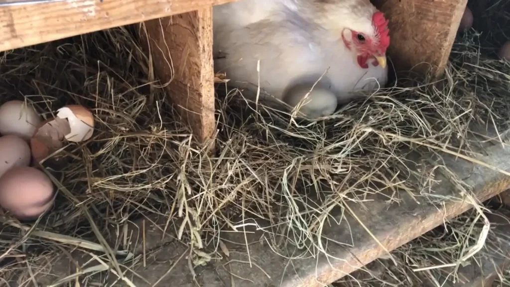 Why Is My Hen Eating Her Eggs