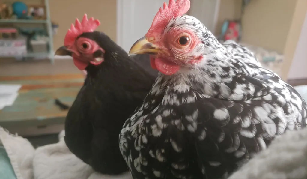 5 Reasons Why Mental Stimulation is Crucial for Chickens