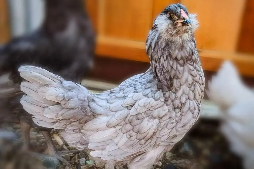 Ameraucana Chicken