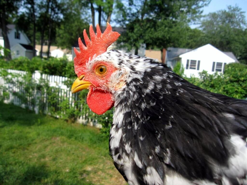 Ancona Chicken